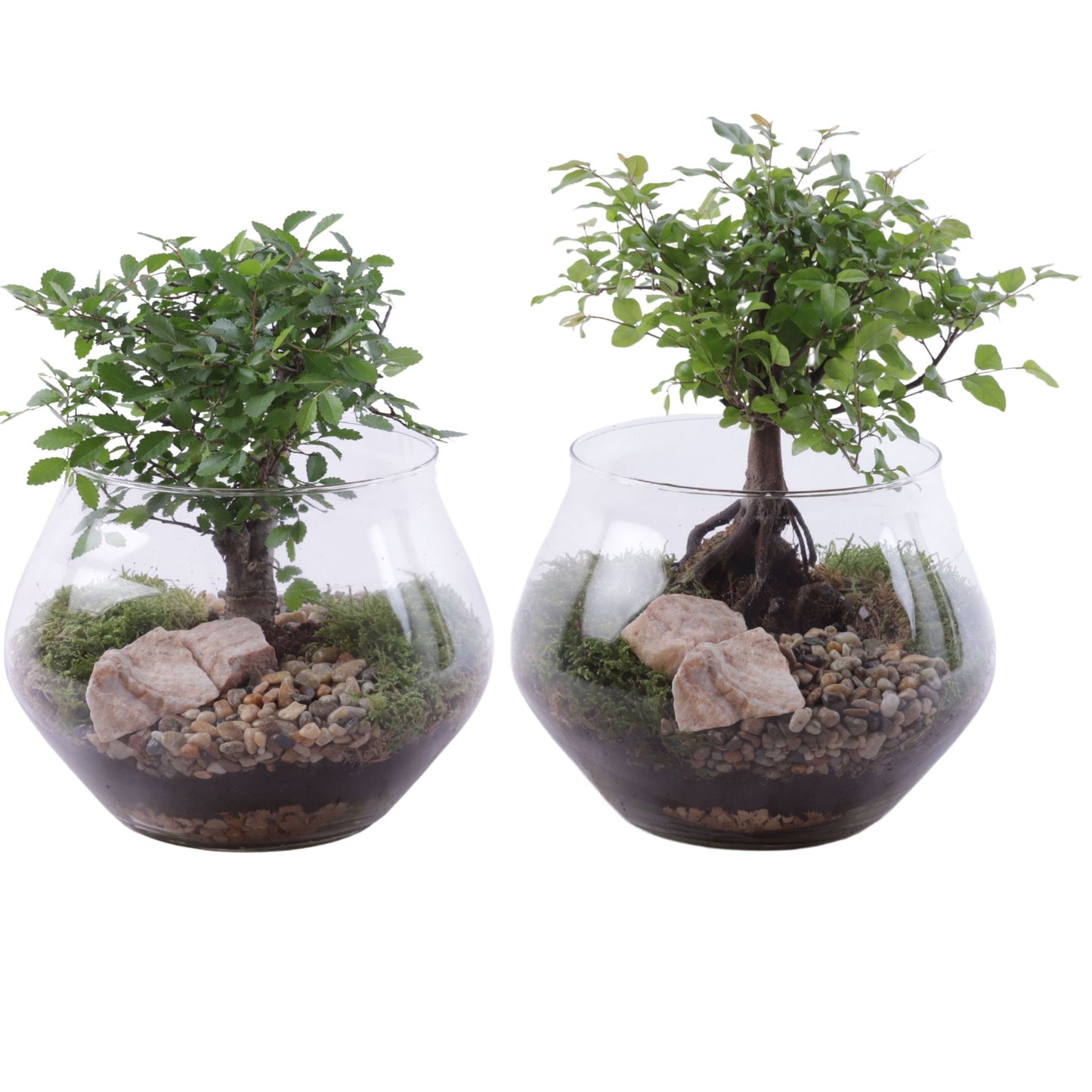 Bonsai mix 25cm 20cm Pot
