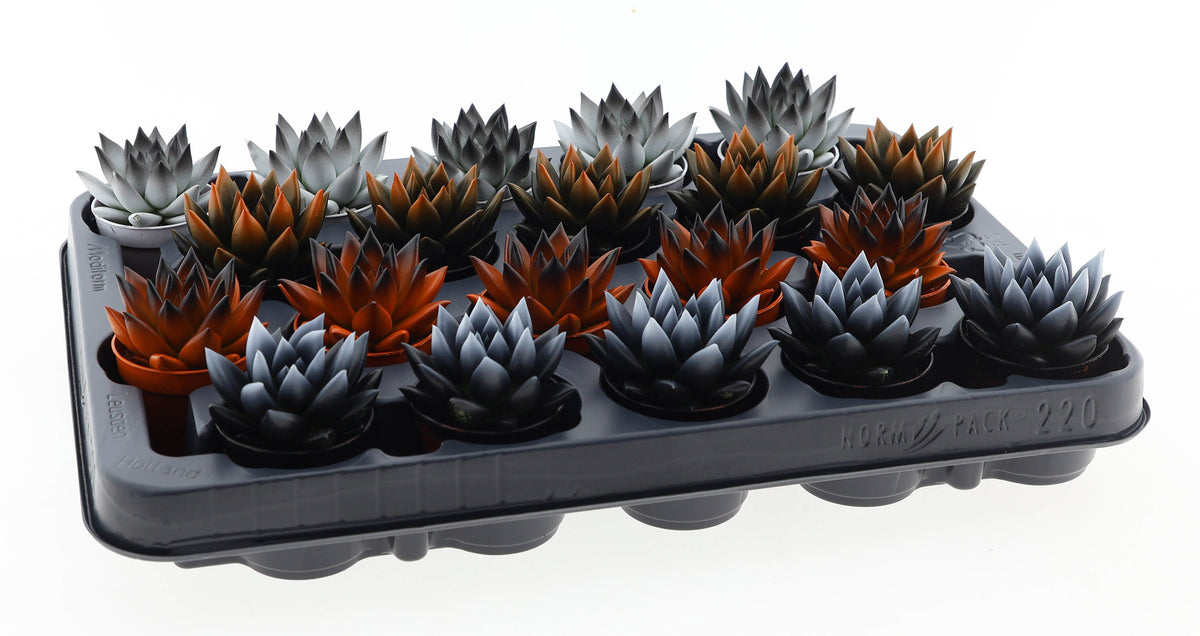 Halloween bicolor mix 8cm 5.5cm Pot