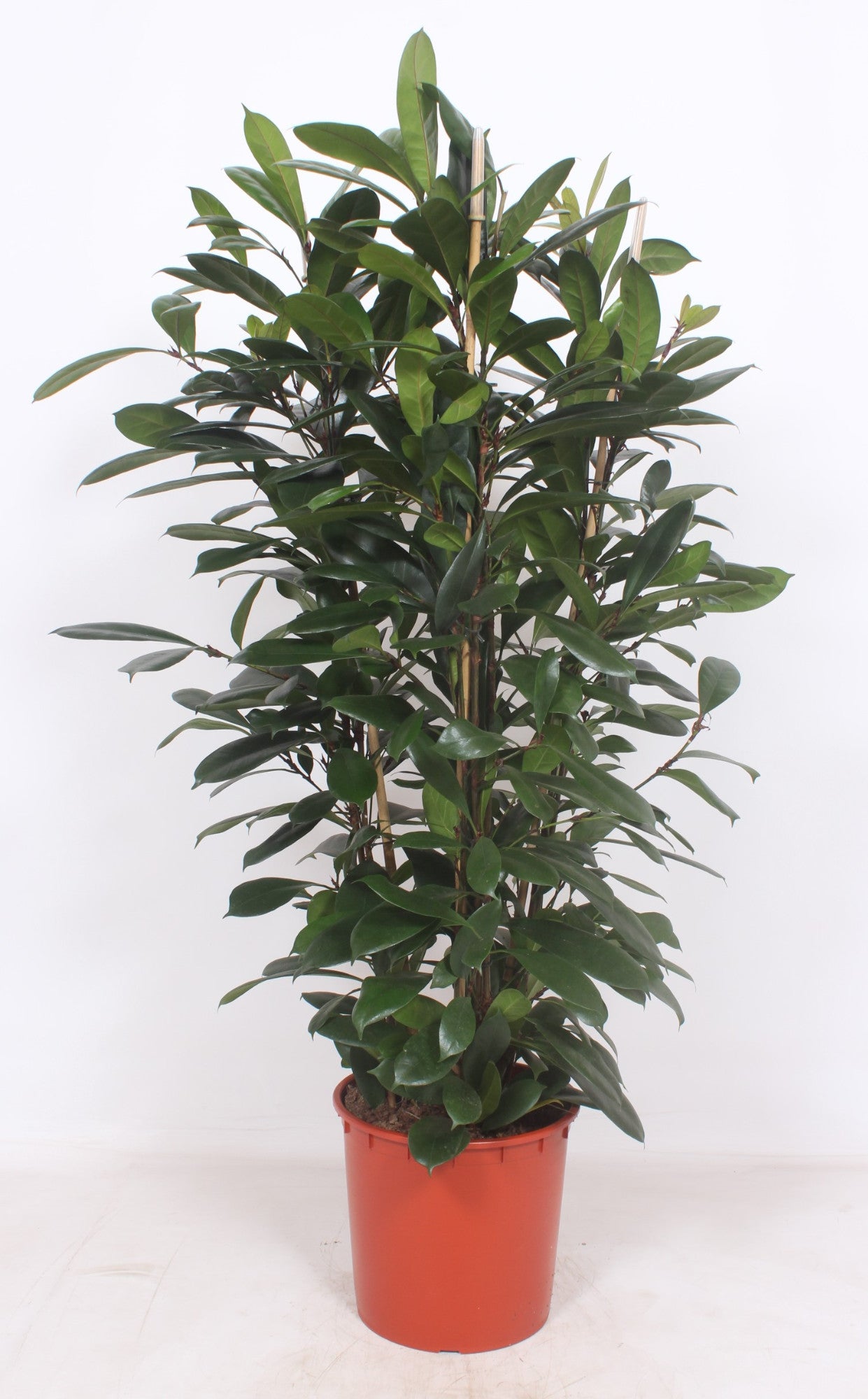 Ficus cyathistipula 170cm 34cm Pot