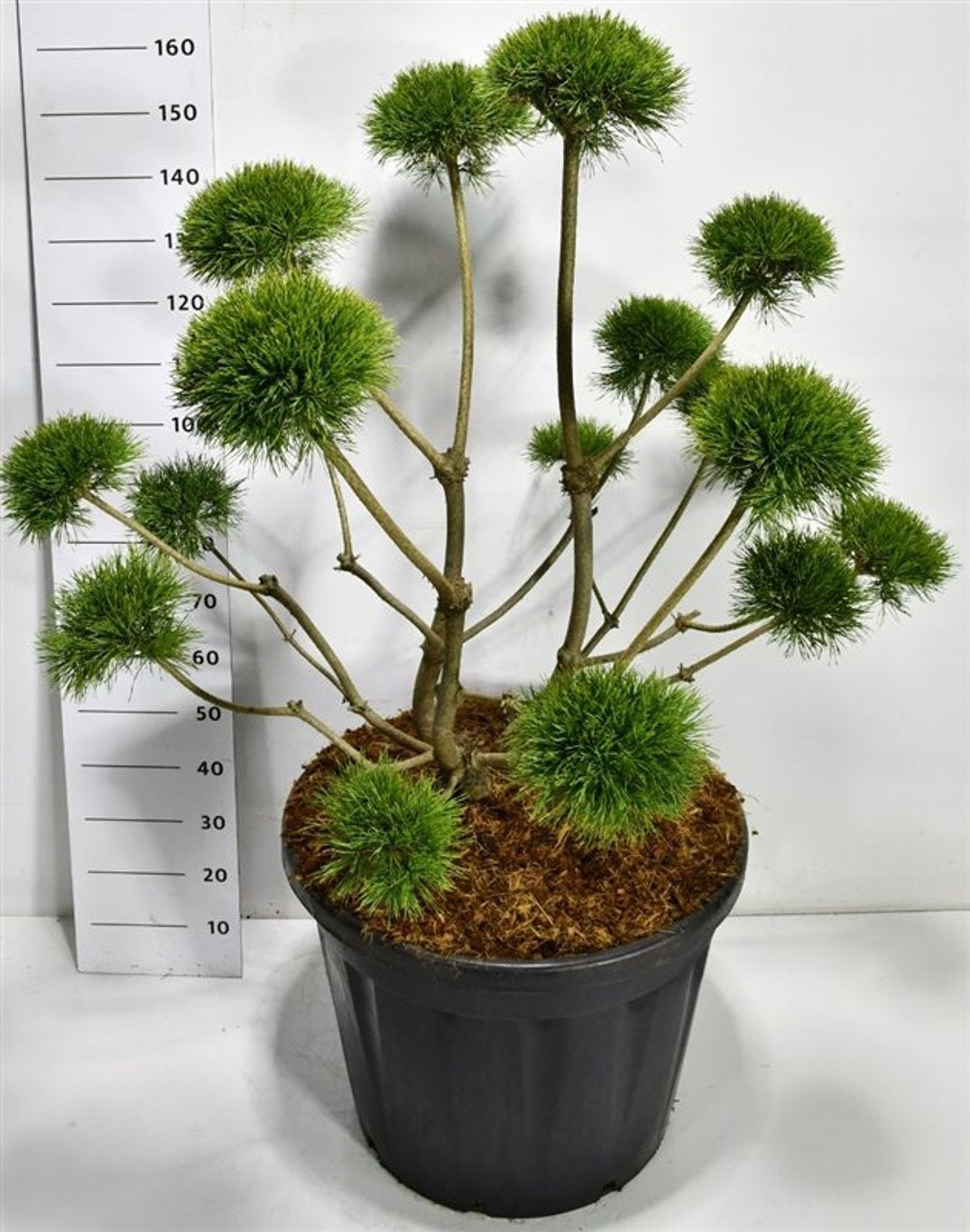 Pinus hybrid 180cm 65cm Pot