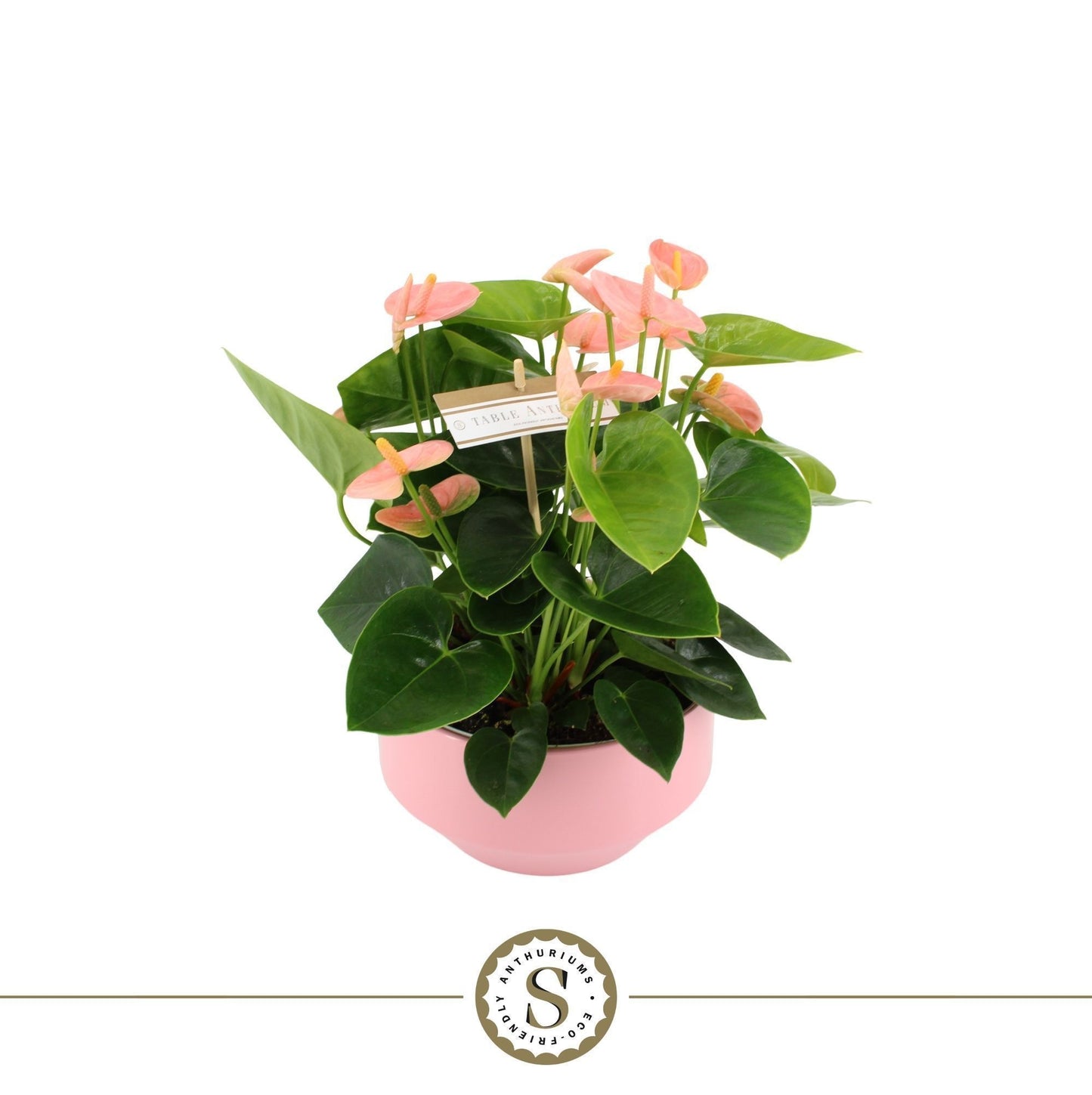 Anthurium Spirit 30cm 17cm Pot