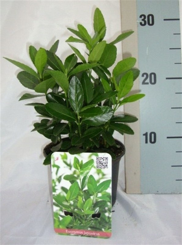 Euonymus japonicus 25cm 13cm Pot