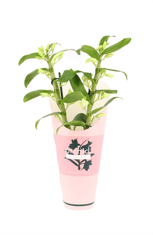 Dendrobium Apollon 40cm 12cm Pot