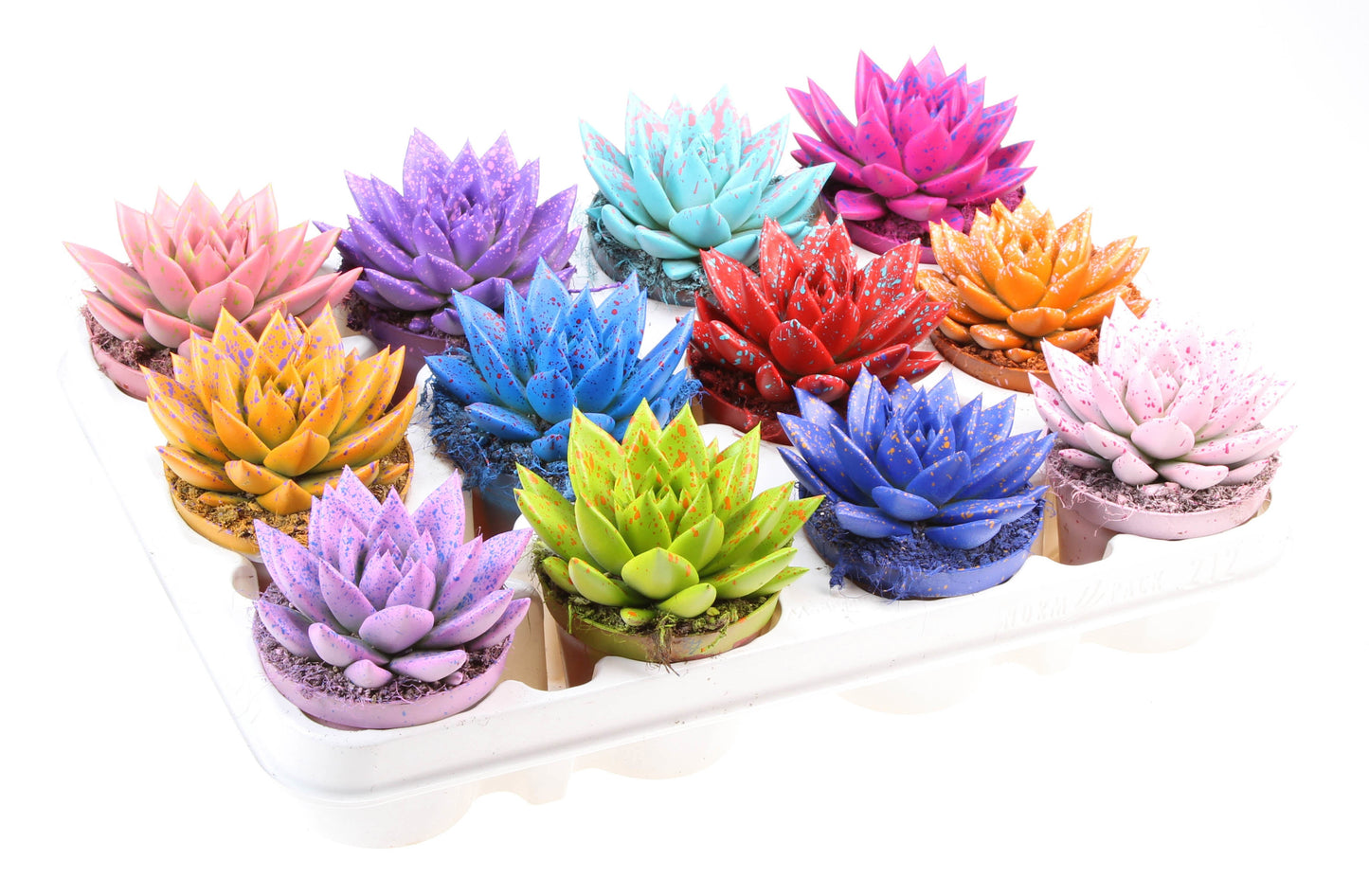 Rainbow sprinkle mix 10cm Special Pot (508)