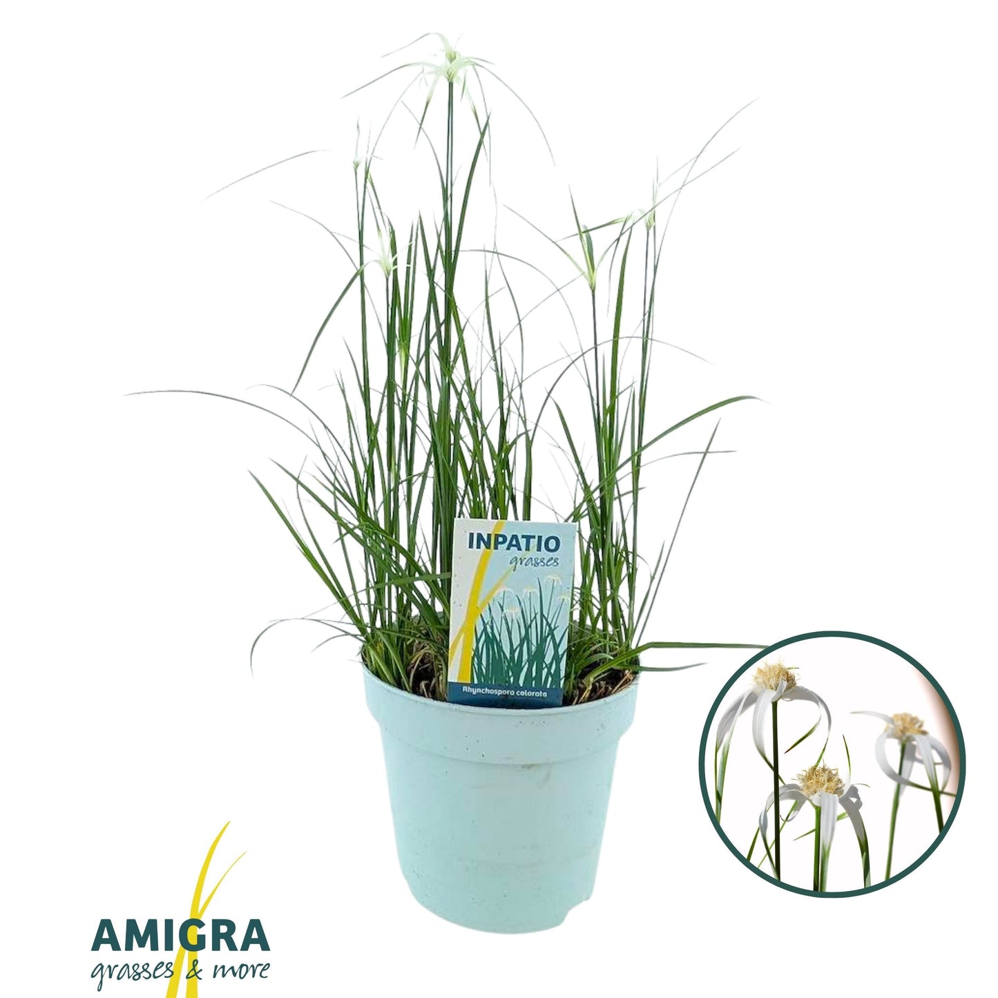Rhynchospora colorata 55cm 17cm Pot