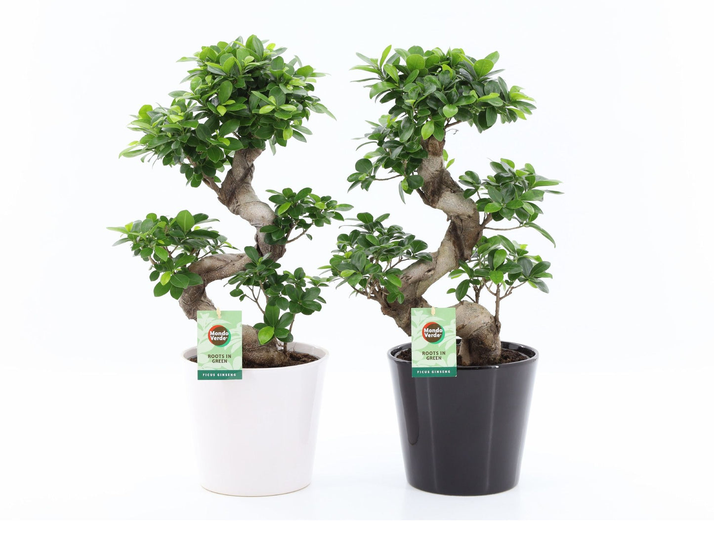 Ficus Ginseng 60cm 22cm Pot