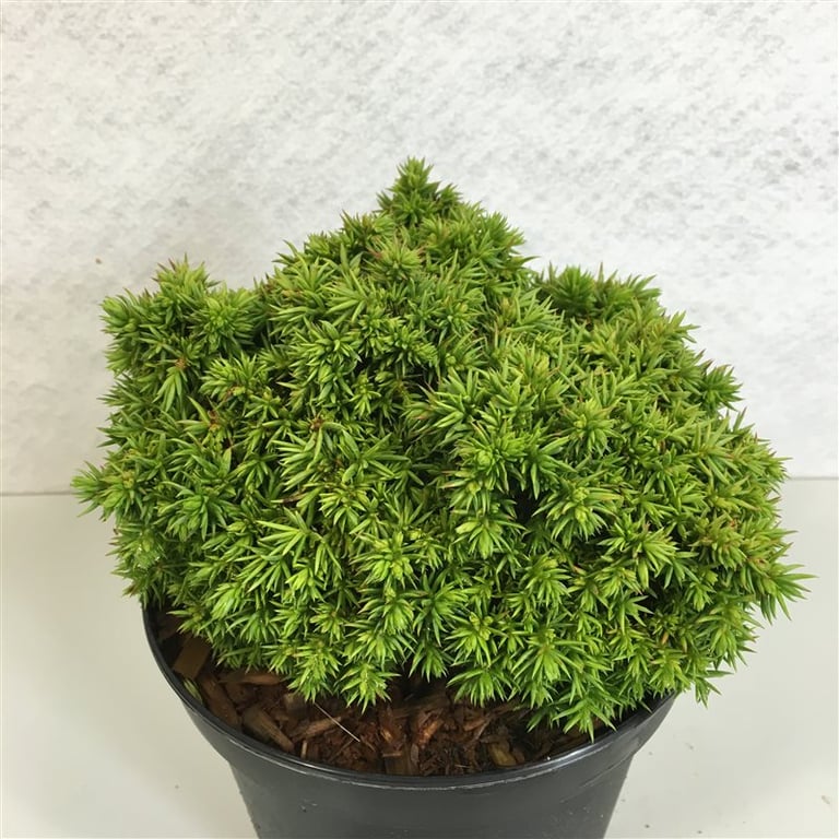Cryptomeria japonica mix 20cm 19cm Pot