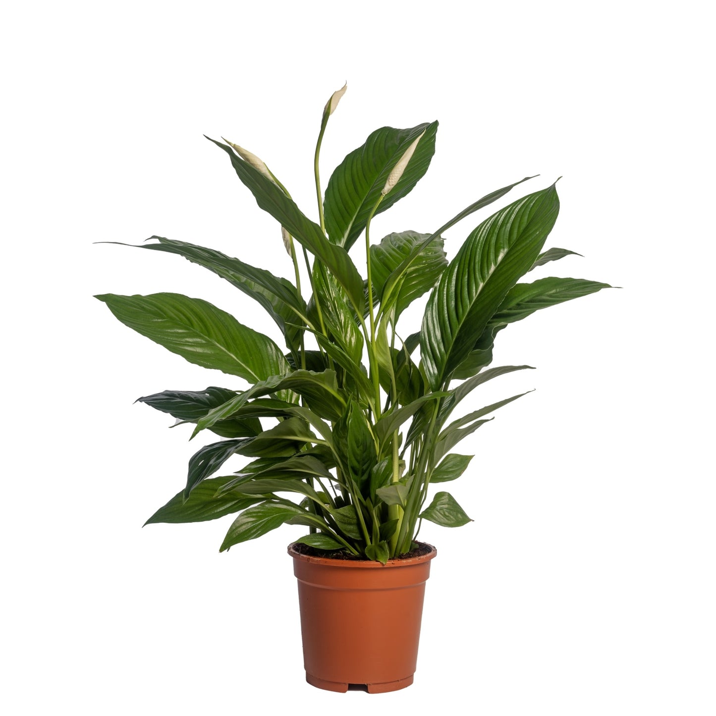 Spathiphyllum Vivaldi 75cm 17cm Pot
