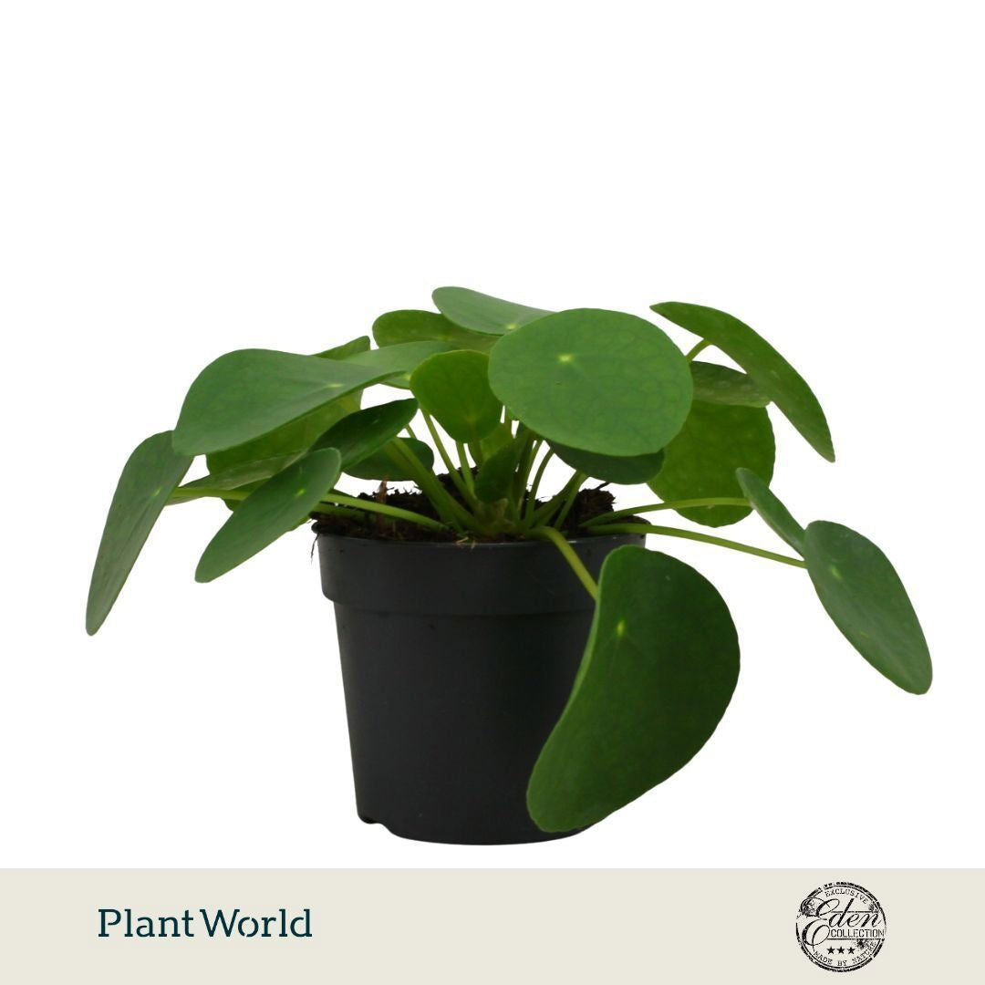 Plantworld Smit Kwekerij Pilea peperomioides Pack of 10