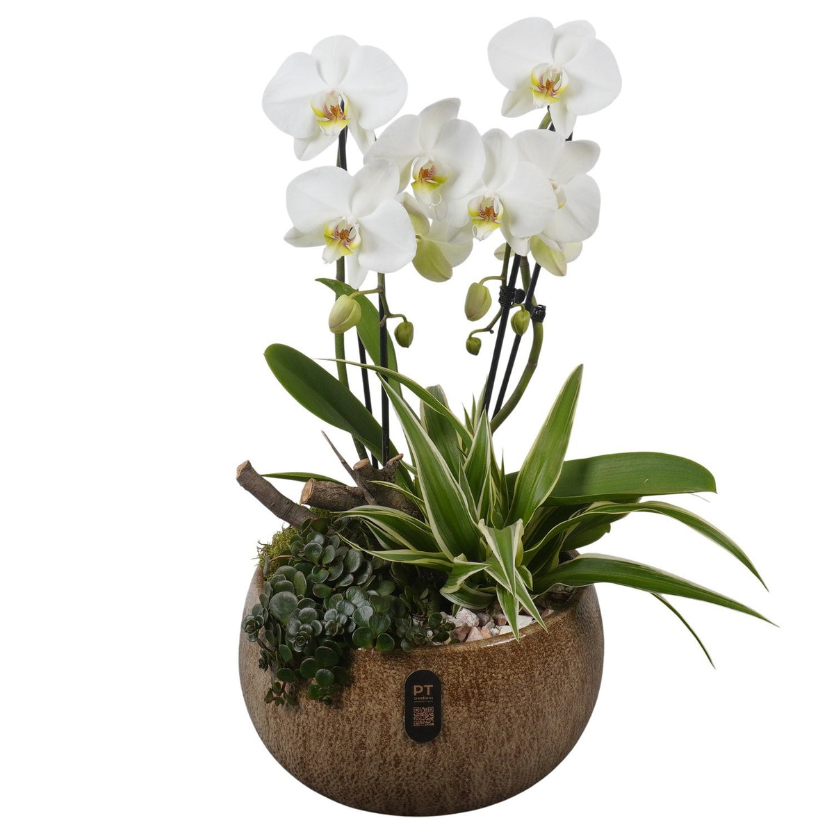 Indoor arrangement 55cm 26cm Pot