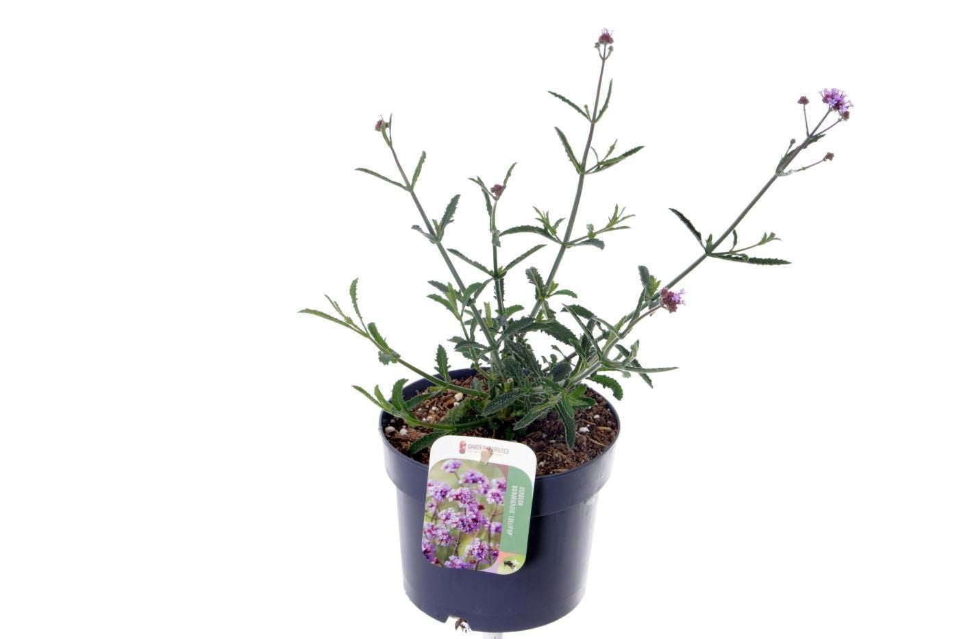 Verbena Lavender Spires 35cm 17cm Pot