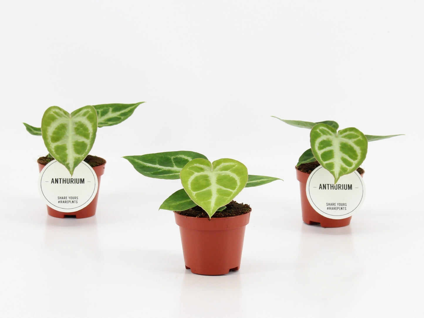 Anthurium andraeanum 15cm 6cm Pot
