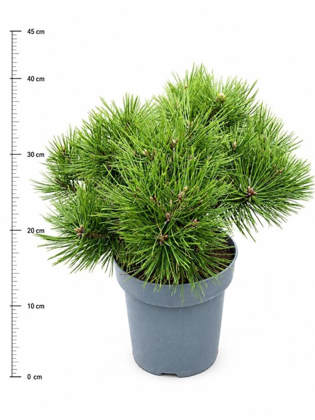 Bloemenkampen BV, Hkw. de Pinus Jane Kluis Pack of 1