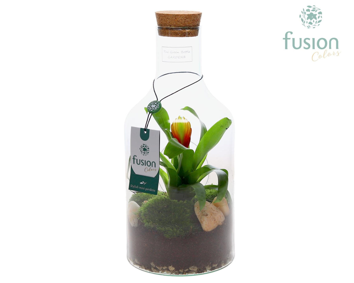 arr. Bromelia 35cm 15cm Pot