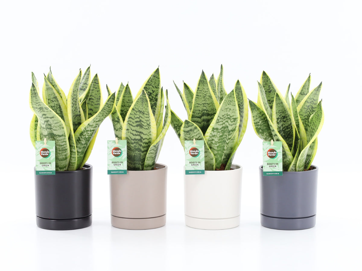 Sansevieria Futura Superba 35cm 13cm Pot