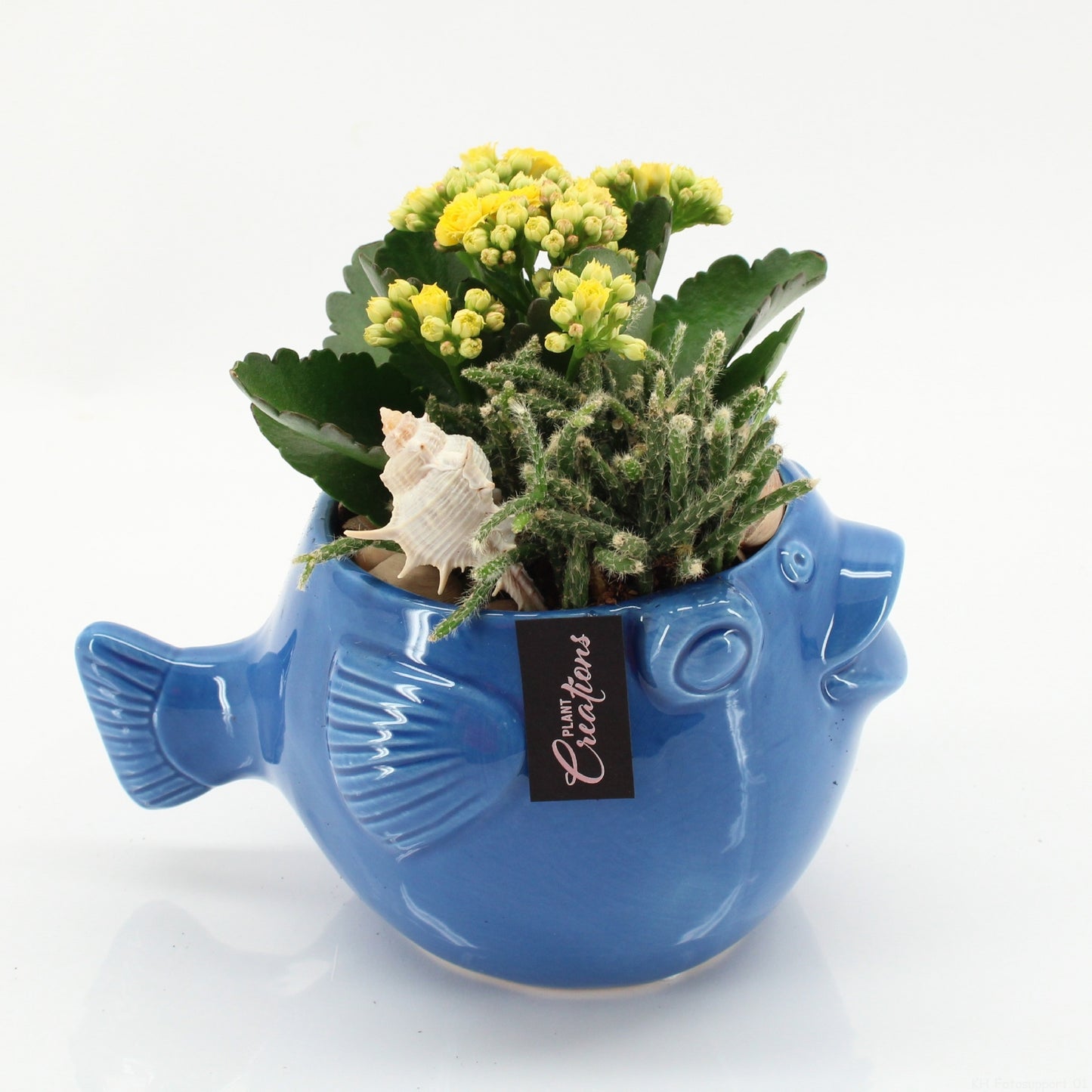 Indoor Flowering arrangement 20cm 20cm Pot