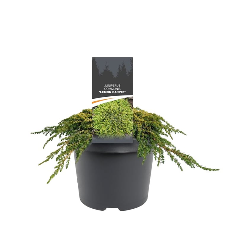 Juniperus communis 35cm 19cm Pot
