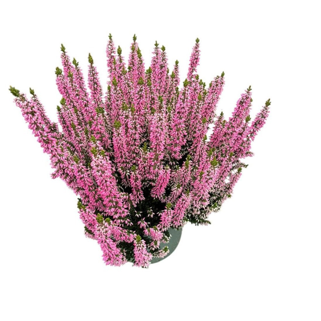 Calluna Beauty Ladies mix 30cm 17cm Pot