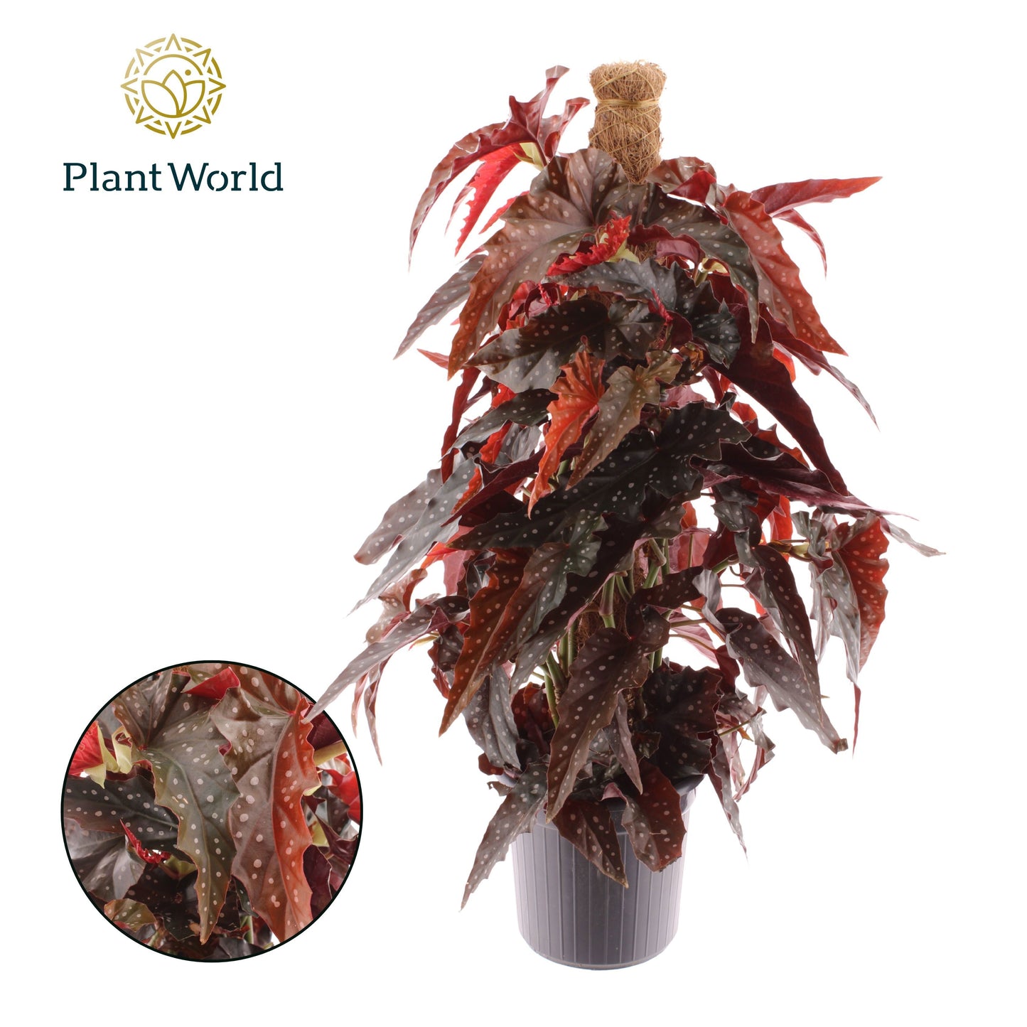 Begonia Black Forest 60cm 16cm Pot