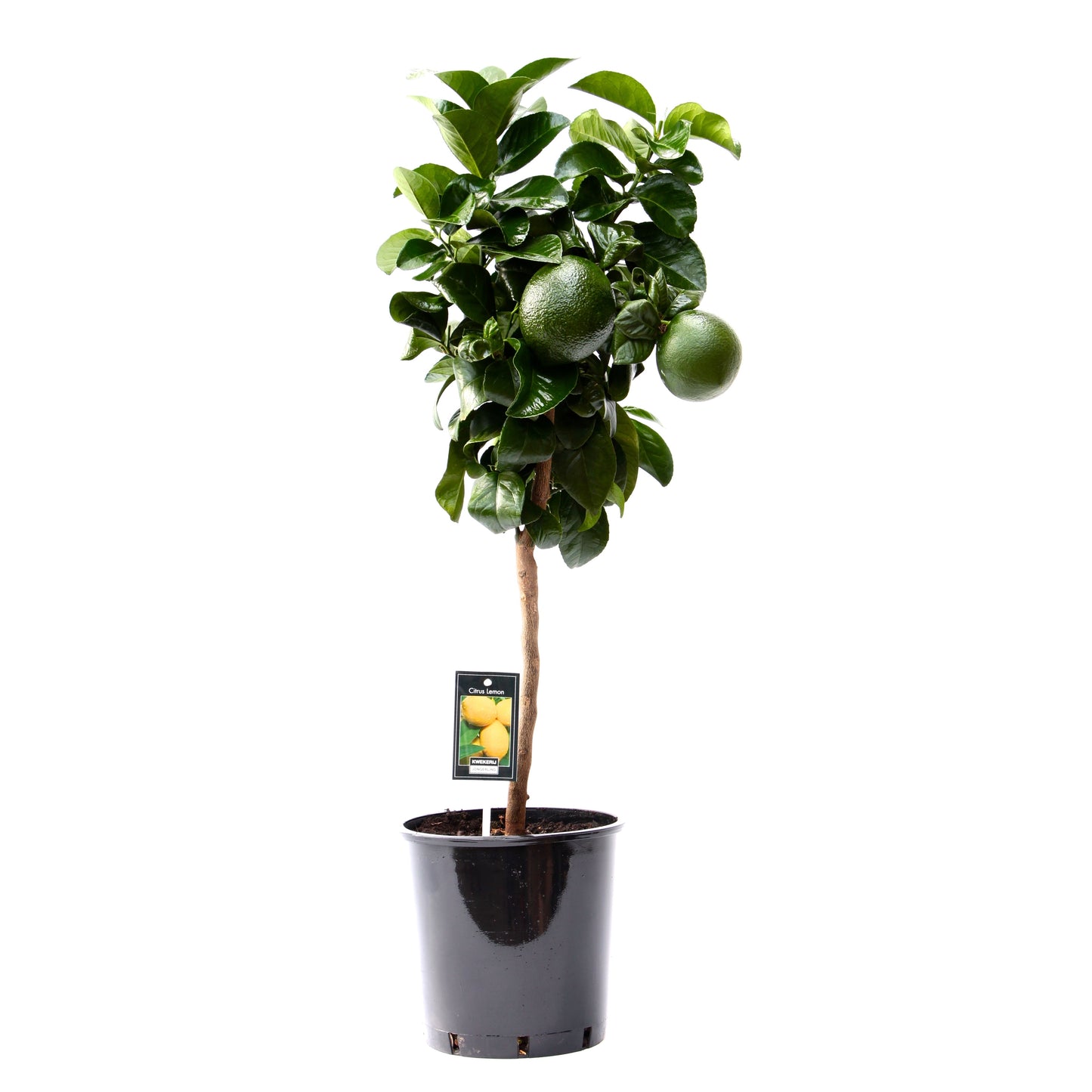 Citrus lemon California 85cm 22cm Pot
