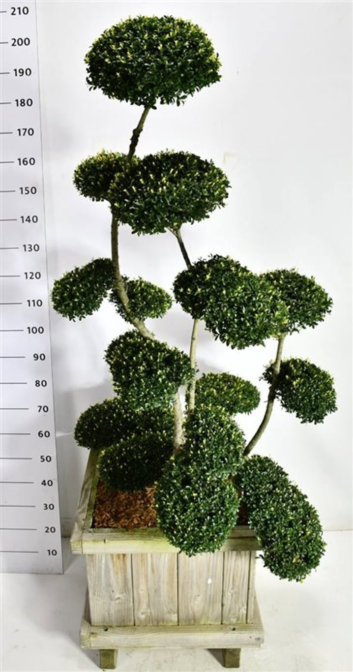 Ilex mix 200cm 60cm Pot