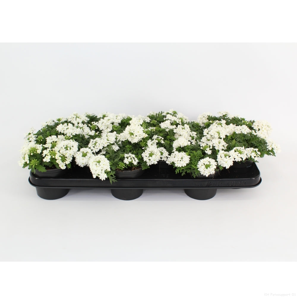 Verbena Magelana White 15cm 510cm Pot