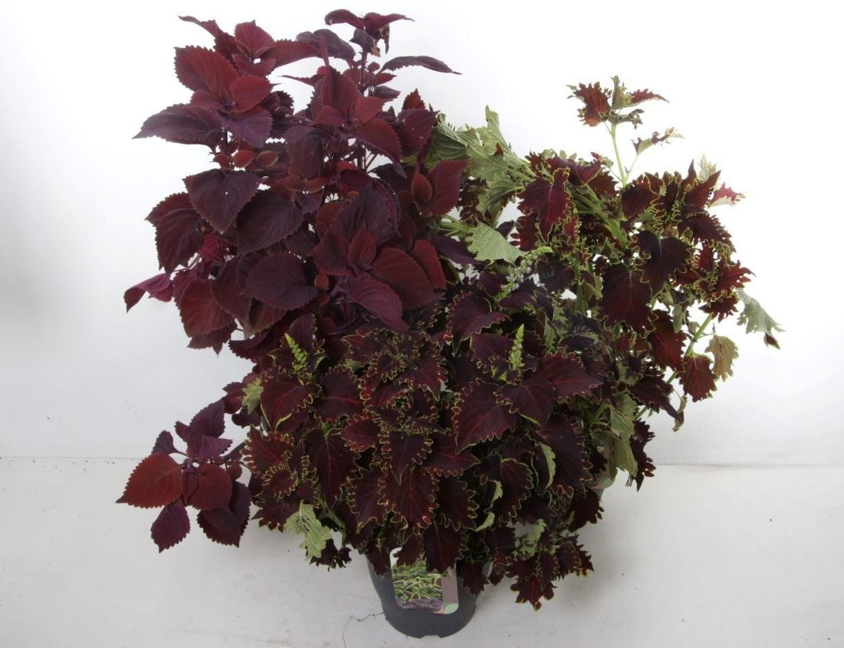 Coleus mix 85cm 23cm Pot