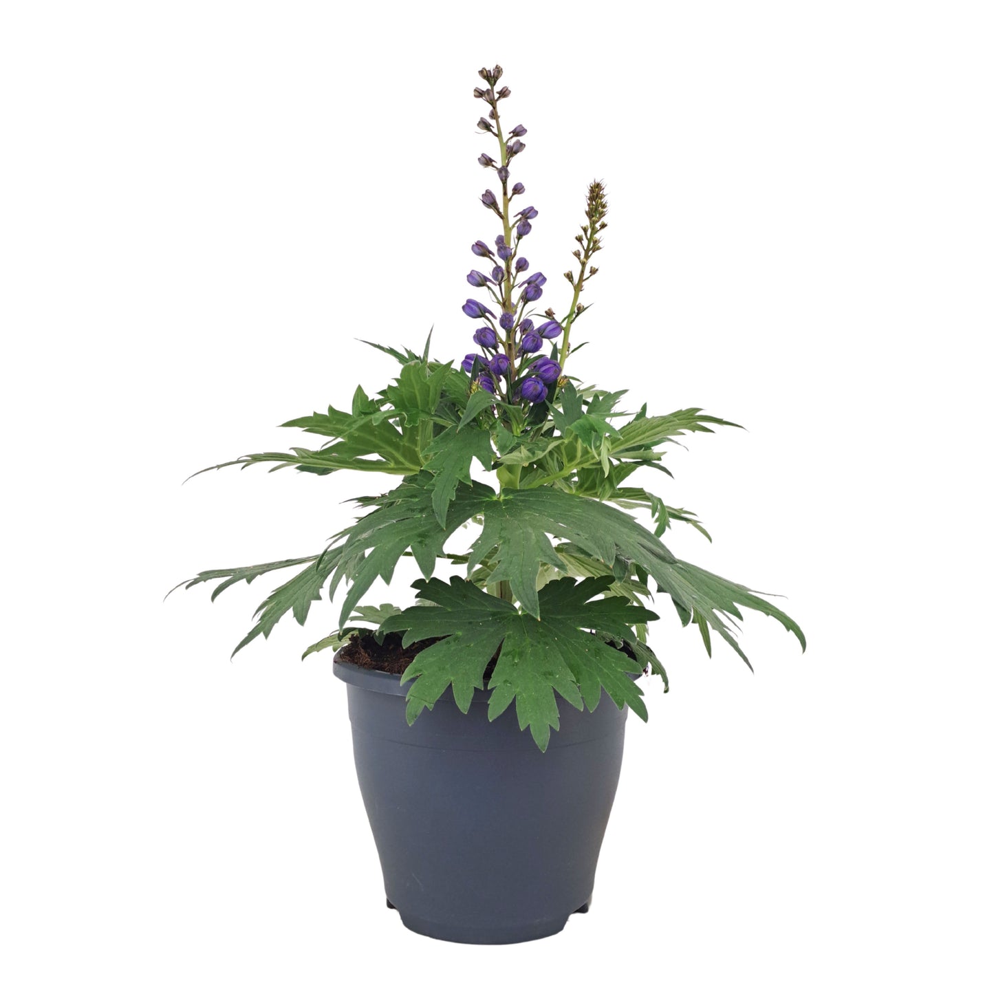 Delphinium Delgenius Shelby 45cm 23cm Pot