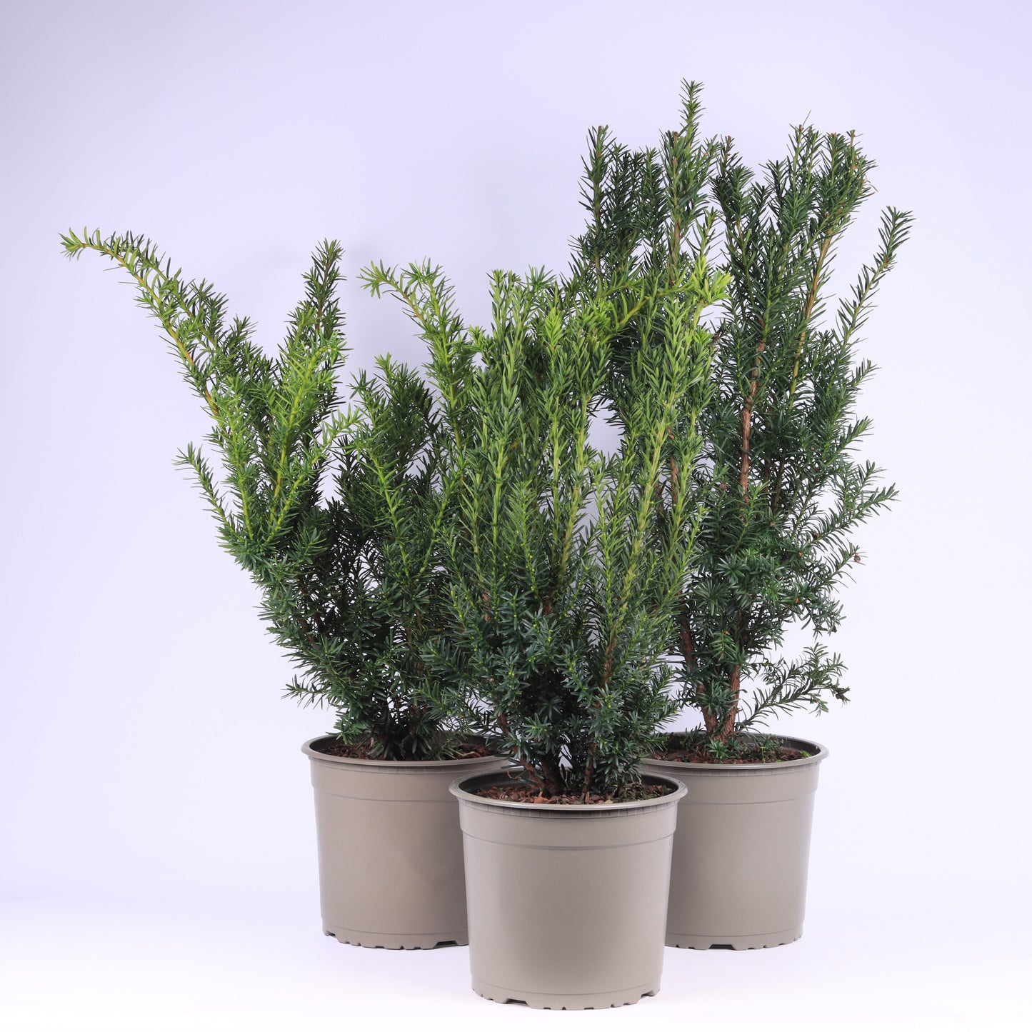 Taxus baccata 45cm 23cm Pot