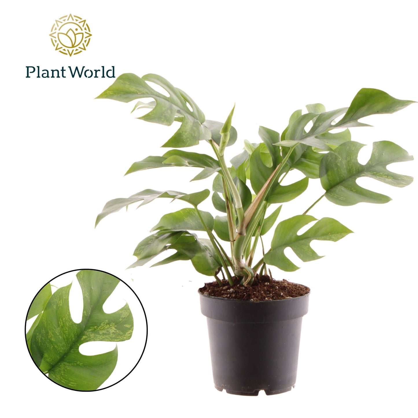 Rhaphidophora tetrasperma 30cm 12cm Pot