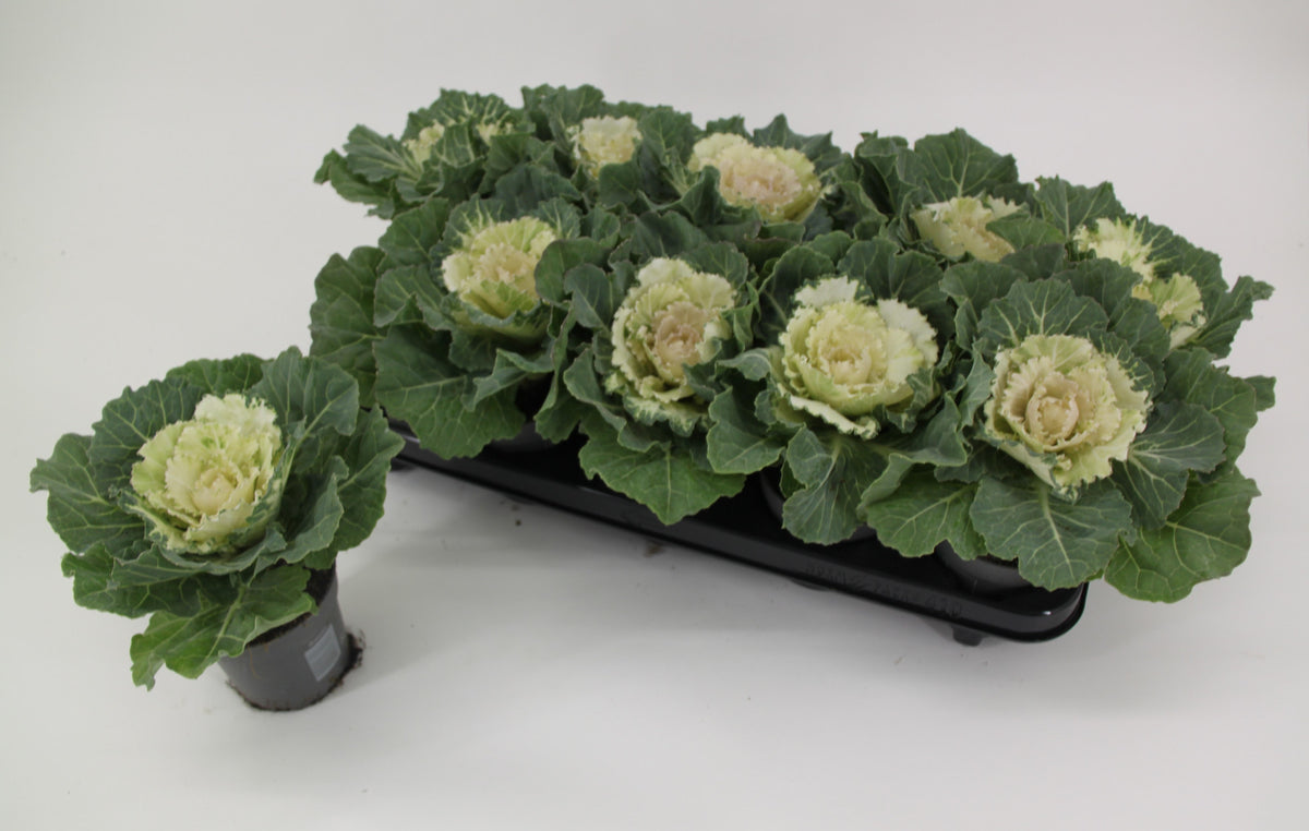 Brassica ole. white 15cm 510cm Pot