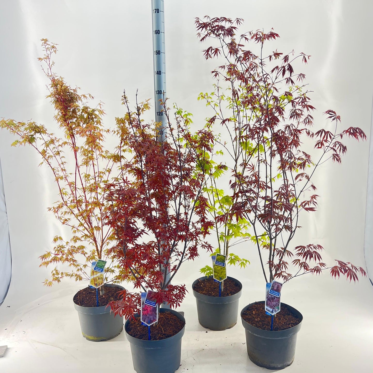 Acer palmatum mix 80cm 29cm Pot