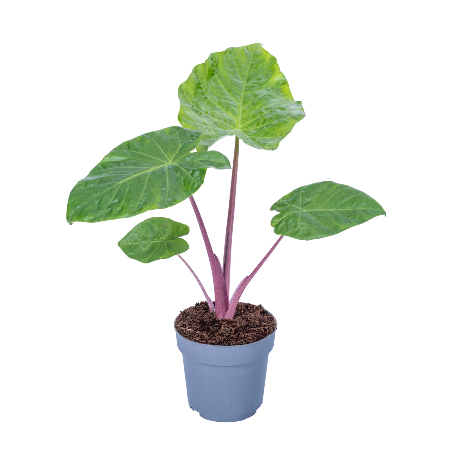 Alocasia amazonica 65cm 17cm Pot
