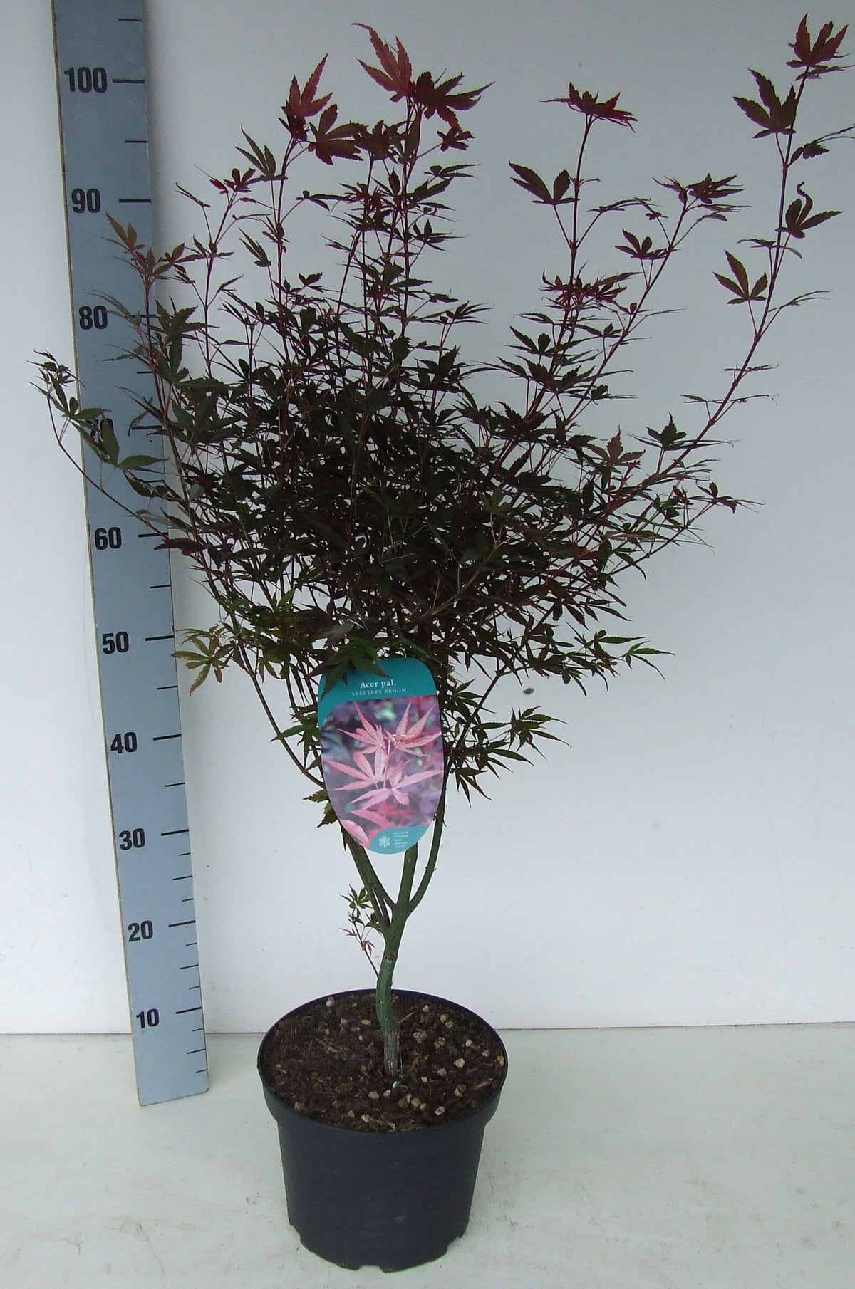 Acer Skeeters Broom 90cm 23cm Pot