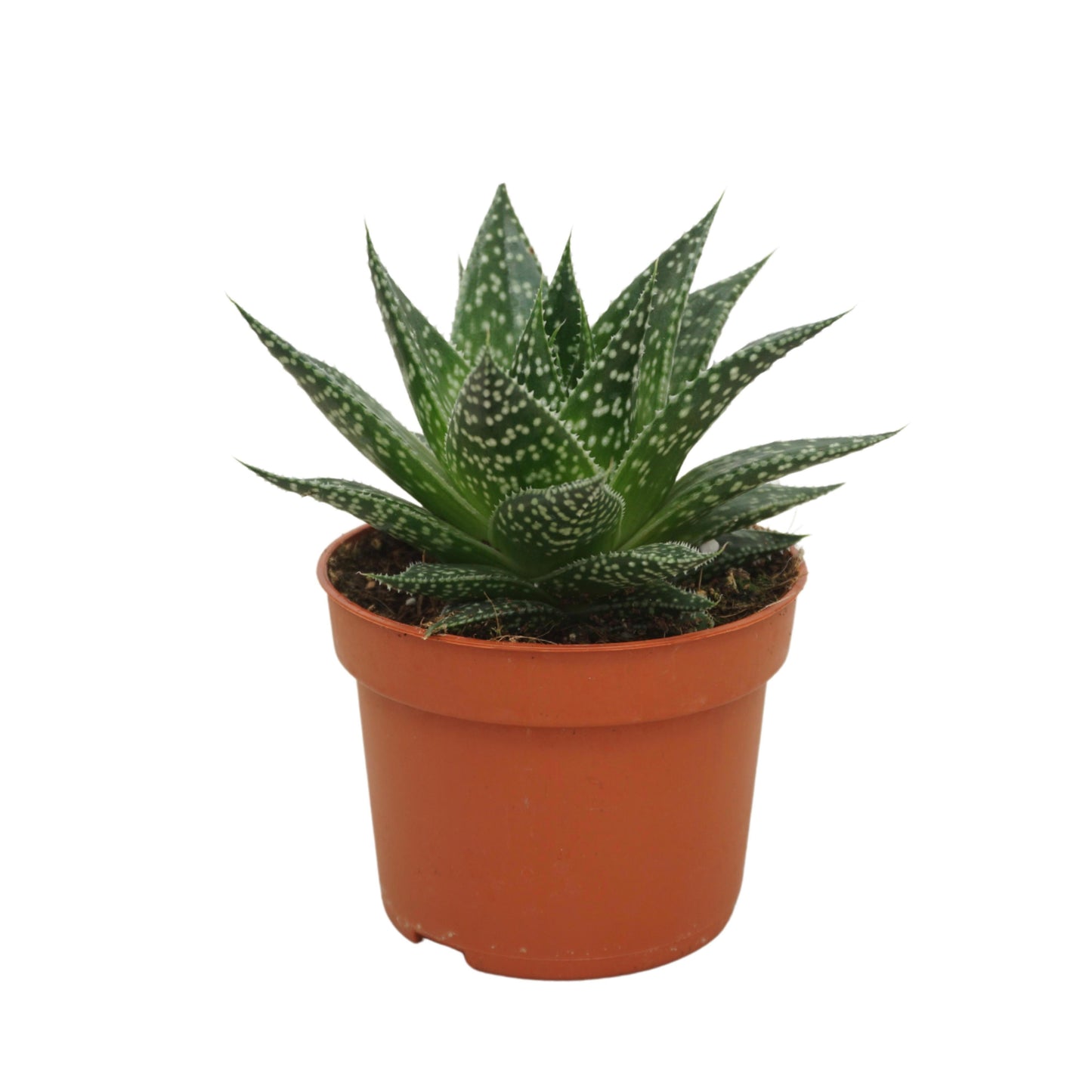 Gasteria 15cm 10.5cm Pot
