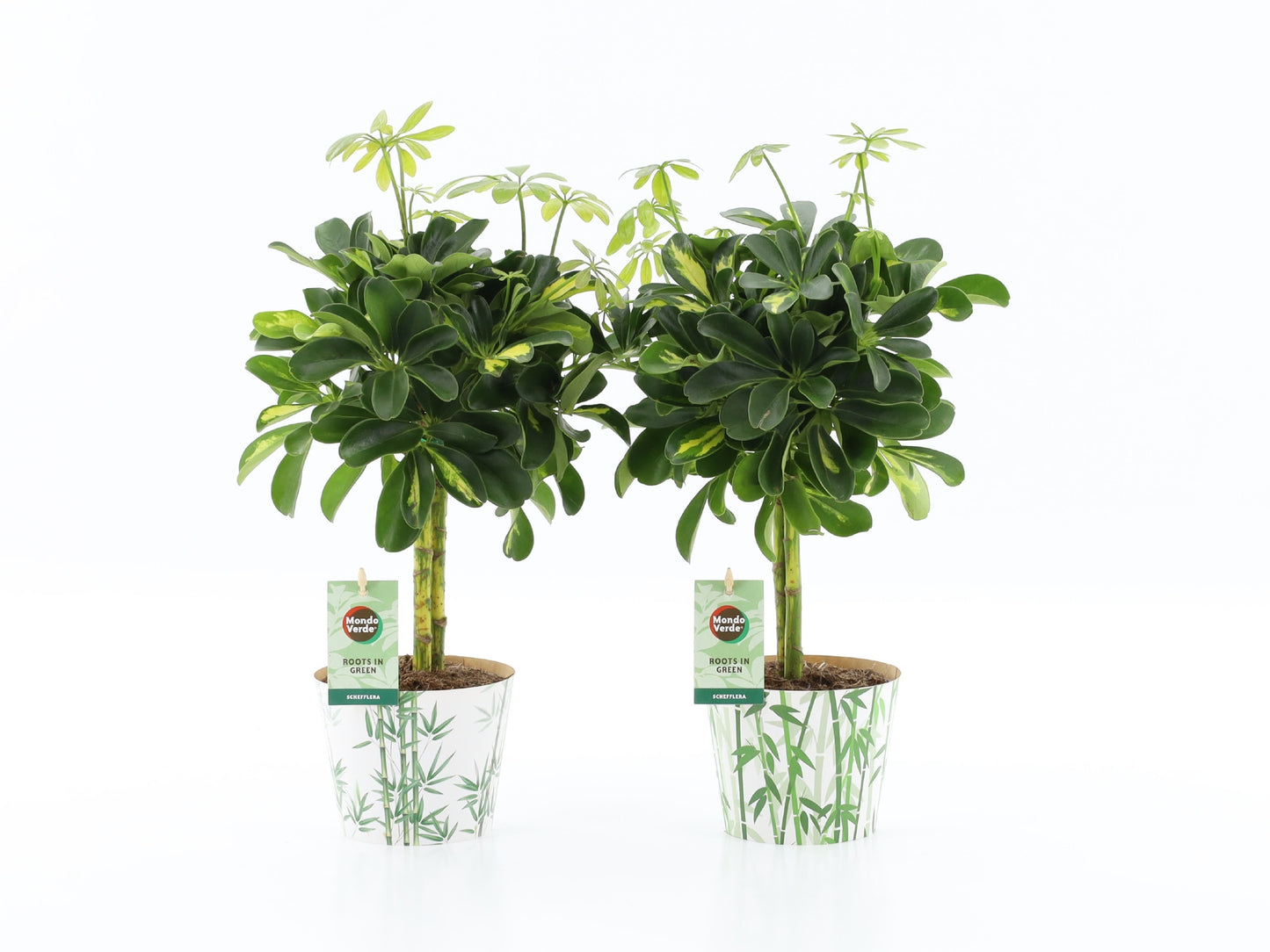 Schefflera Gold Capella 40cm 12cm Pot