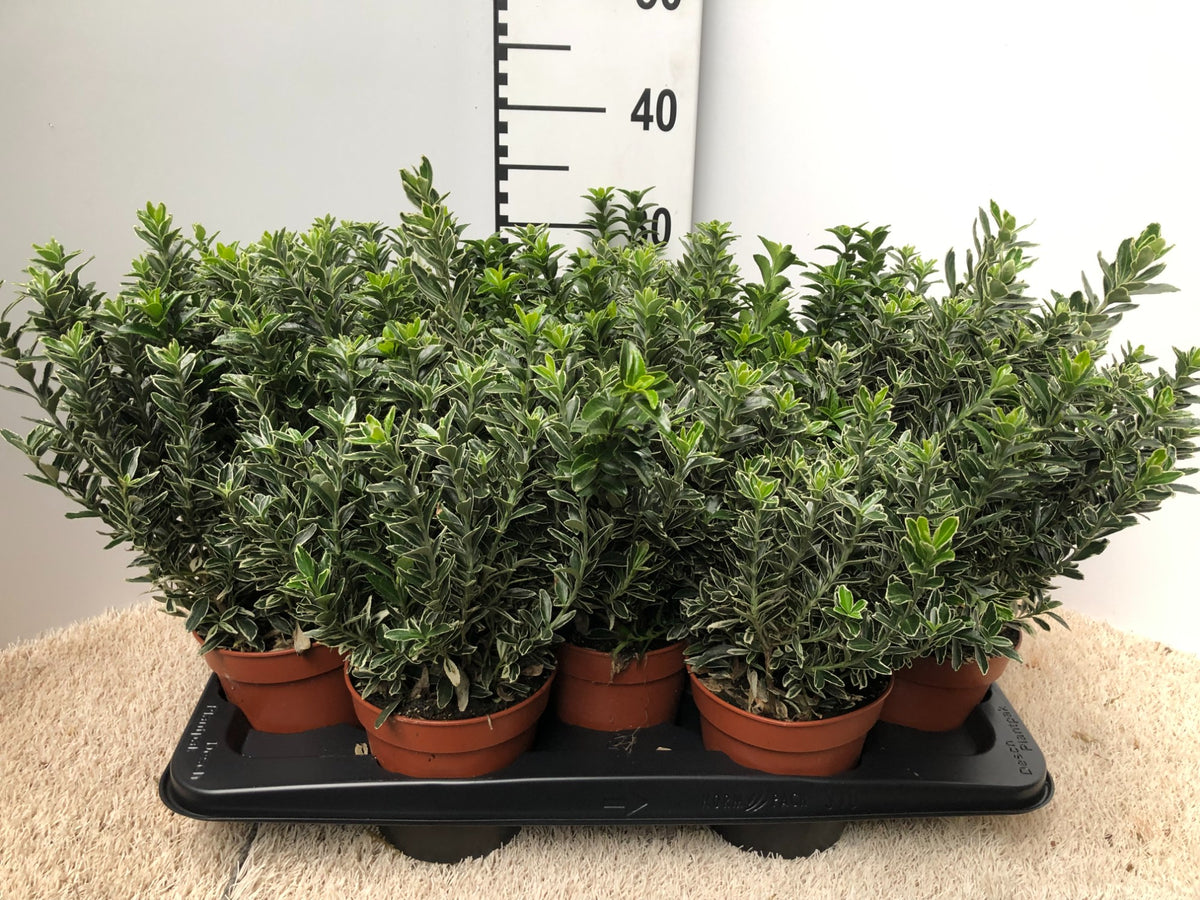 Euonymus japonicus Microphyllus Albovariegatus 30cm 13cm Pot
