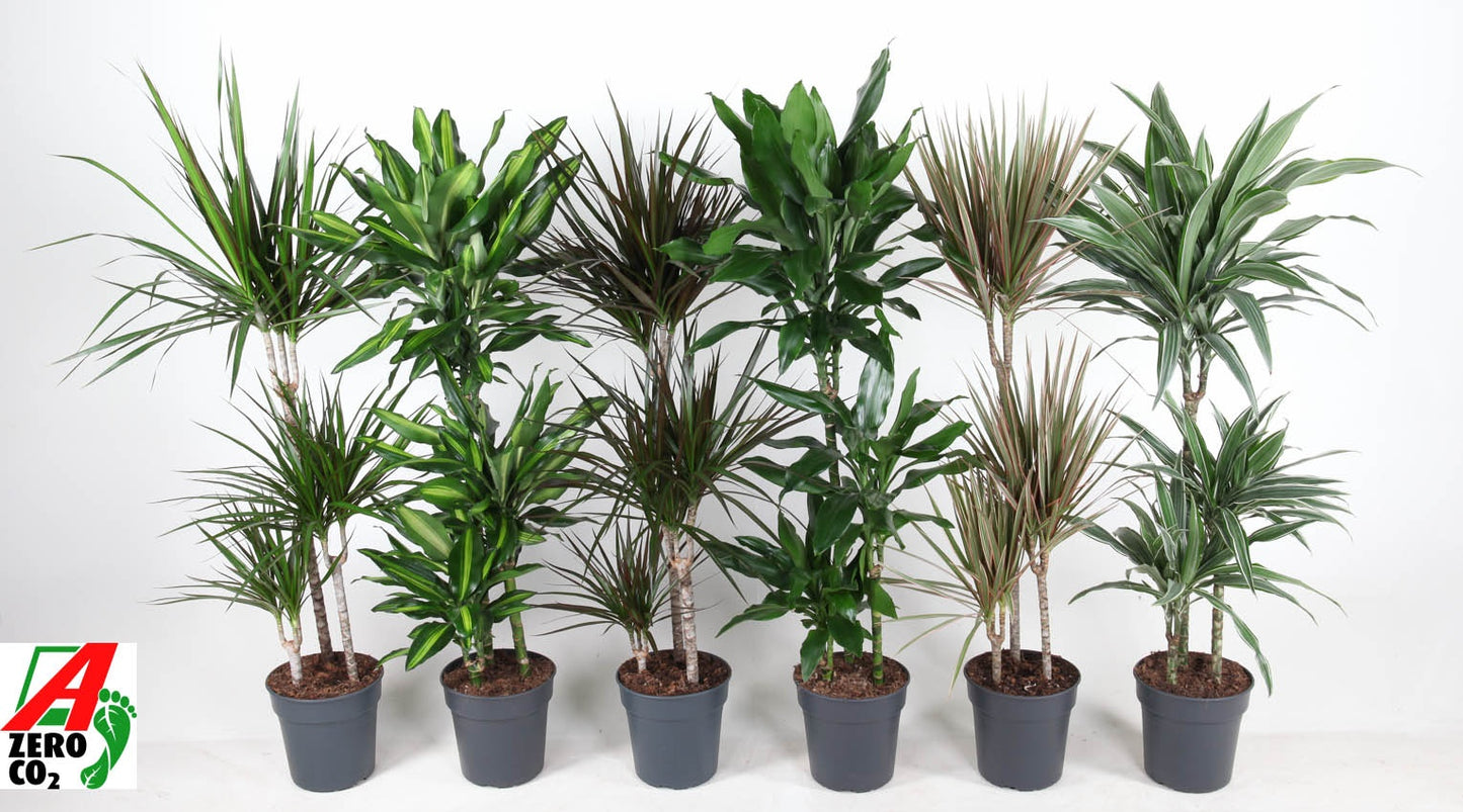 Dracaena mix 110cm 21cm Pot