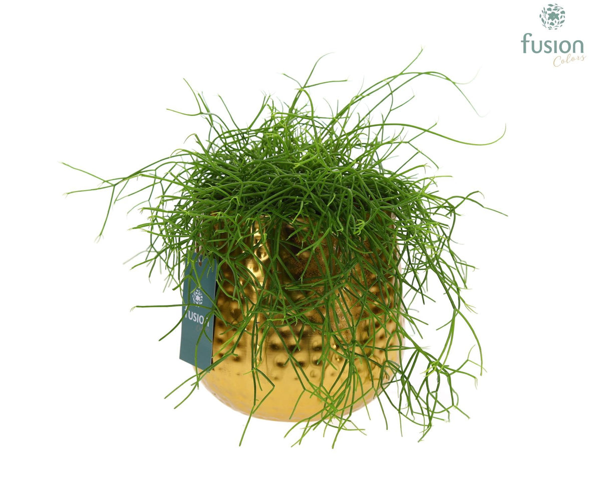 Zinken pot Indian metaal goudkleurig Large met Rhipsalis 35cm 17cm Pot