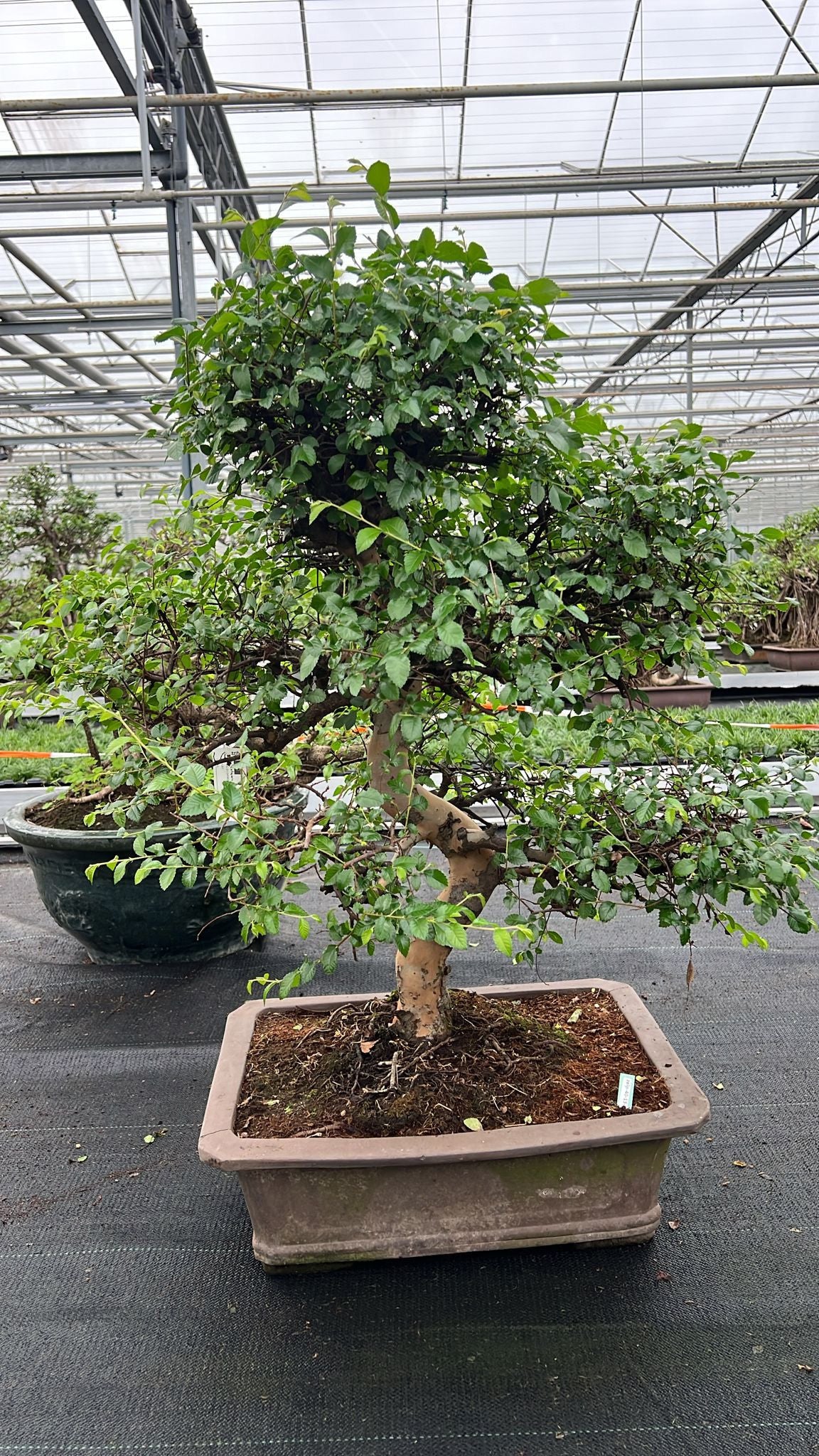 Zelkova sp. Bonsai 90cm 46cm Pot