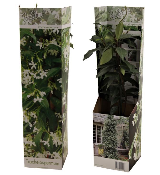 Trachelospermum jasminoides 35cm 9cm Pot