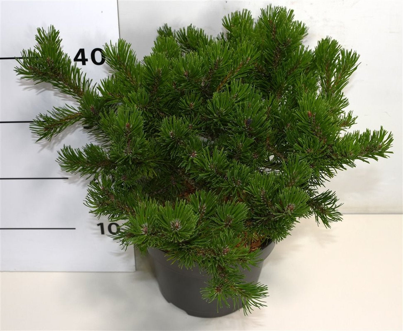 Pinus mugo Klostergrün 40cm 23cm Pot