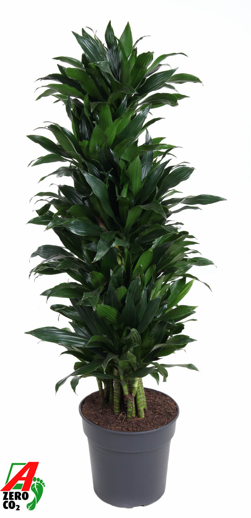 Dracaena fragrans Green Jewel 150cm 31cm Pot