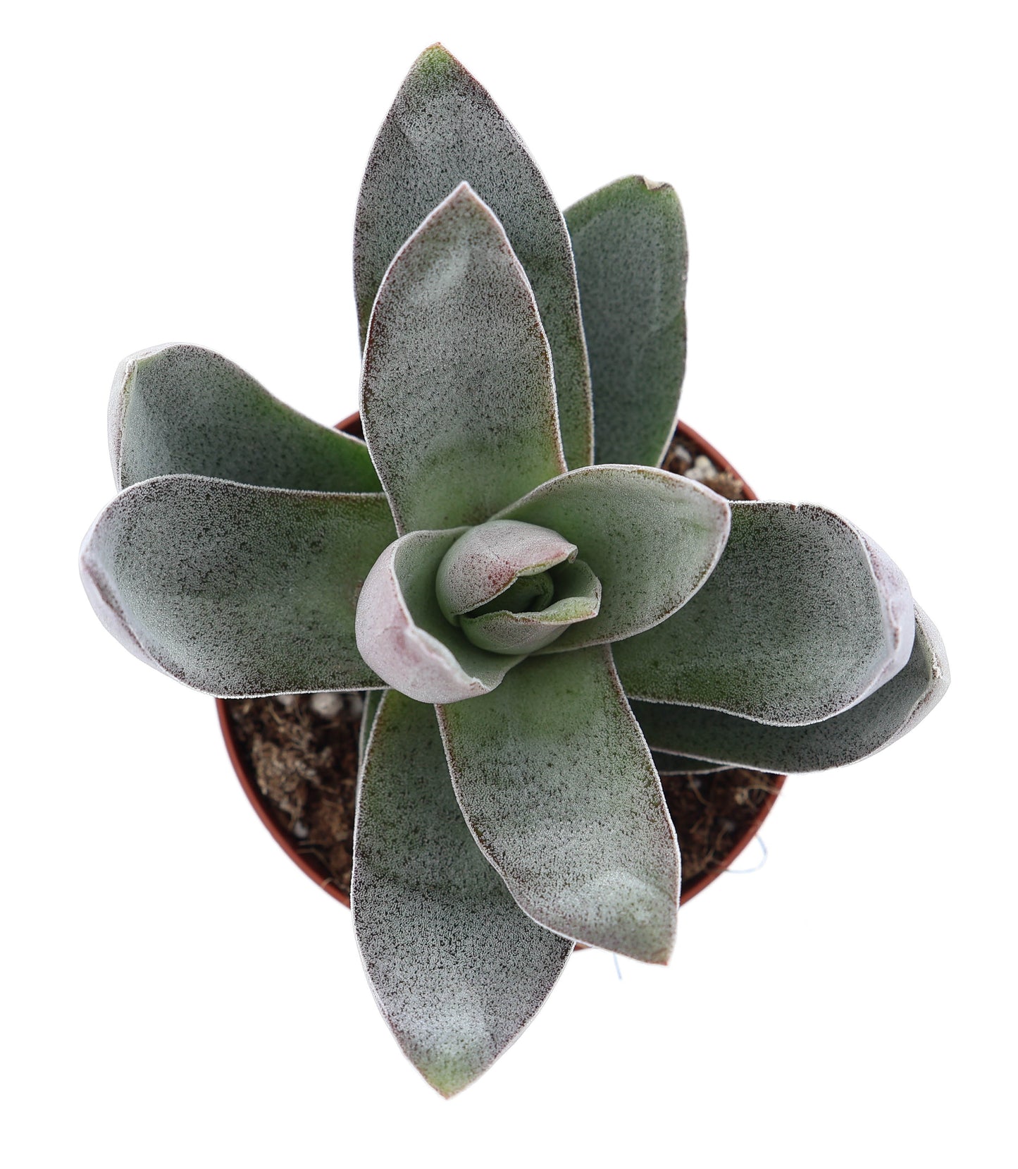 Crassula Garnet Lotus 10cm Special Pot (508)