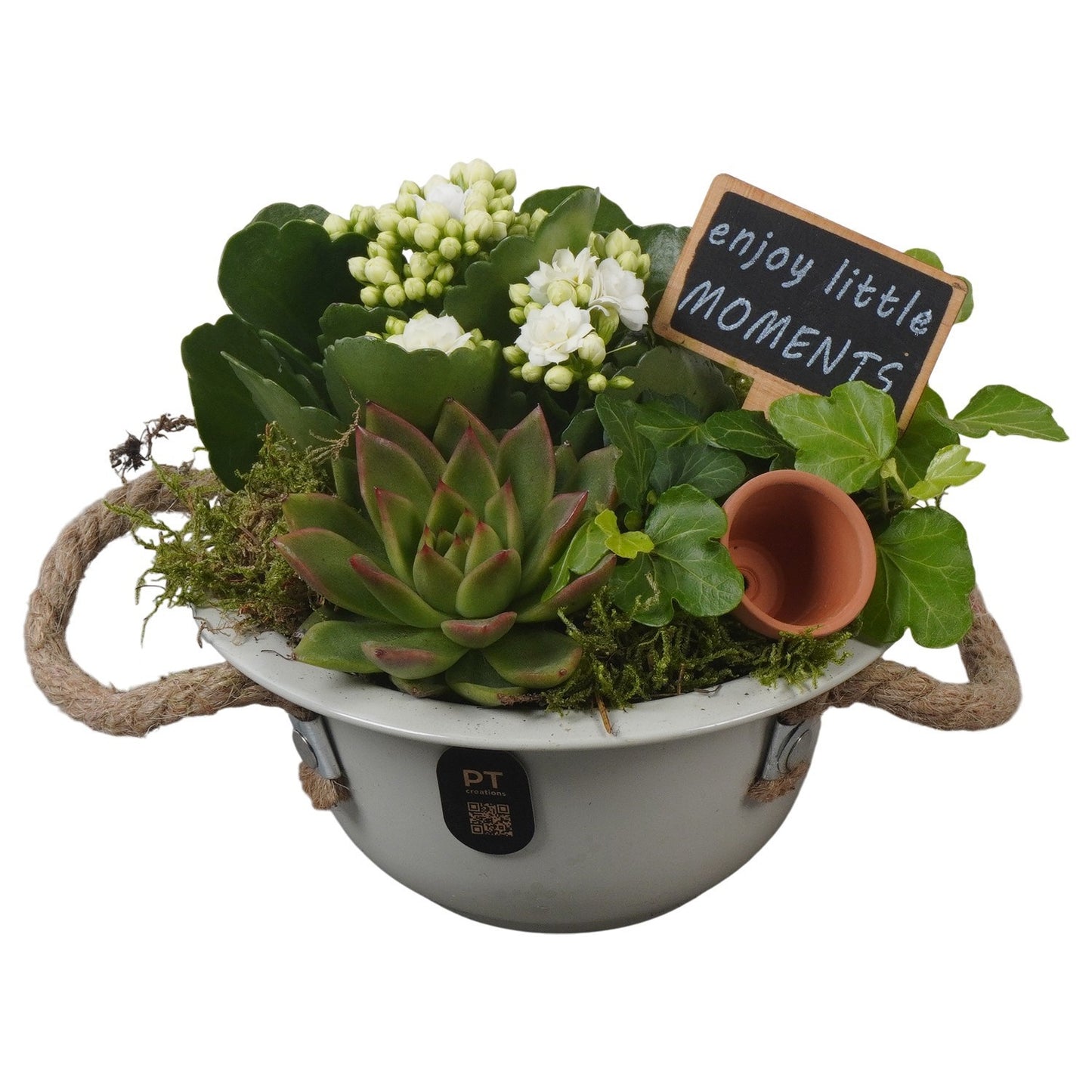 Indoor arrangement 16cm 16cm Pot