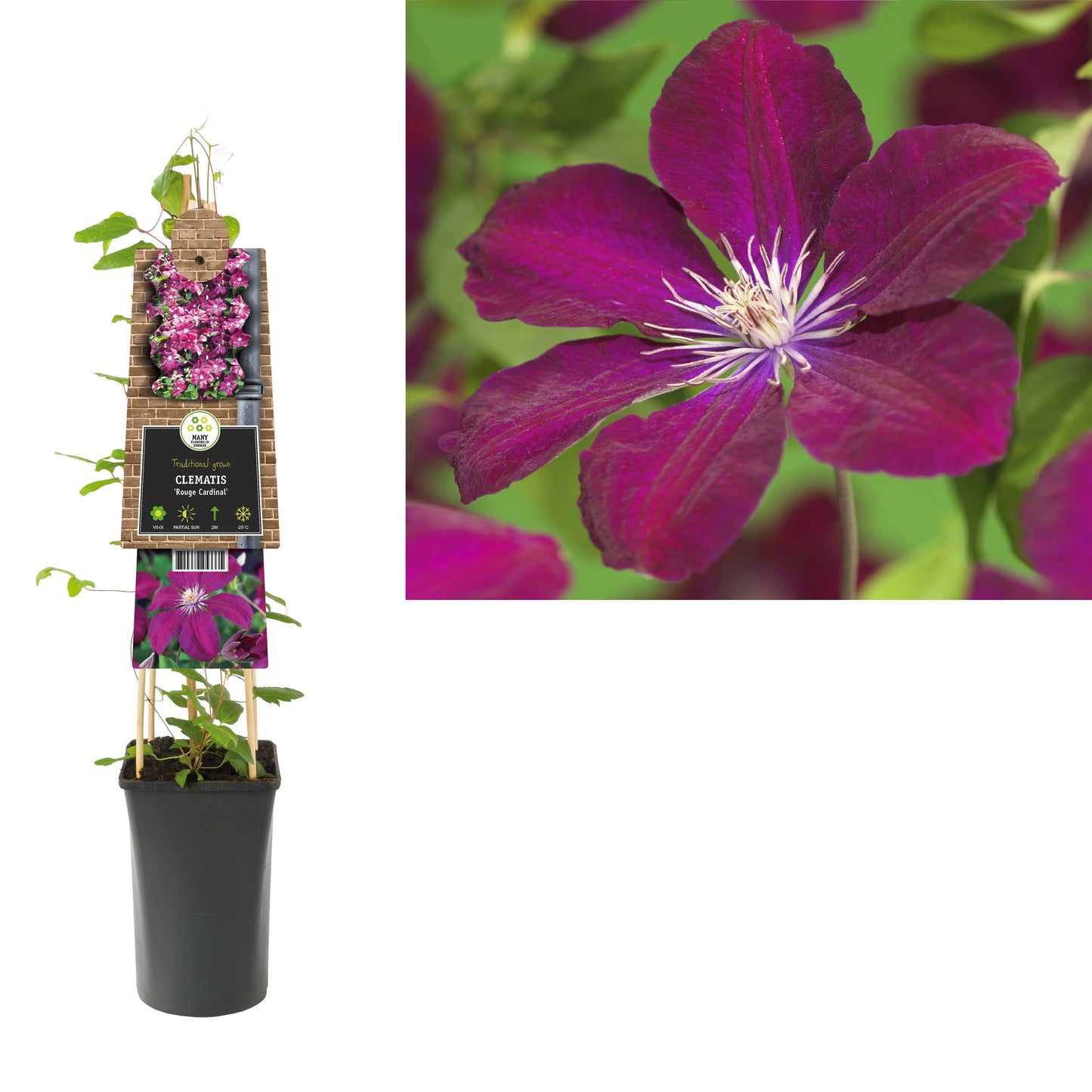 Clematis Rouge Cardinal 75cm 17cm Pot