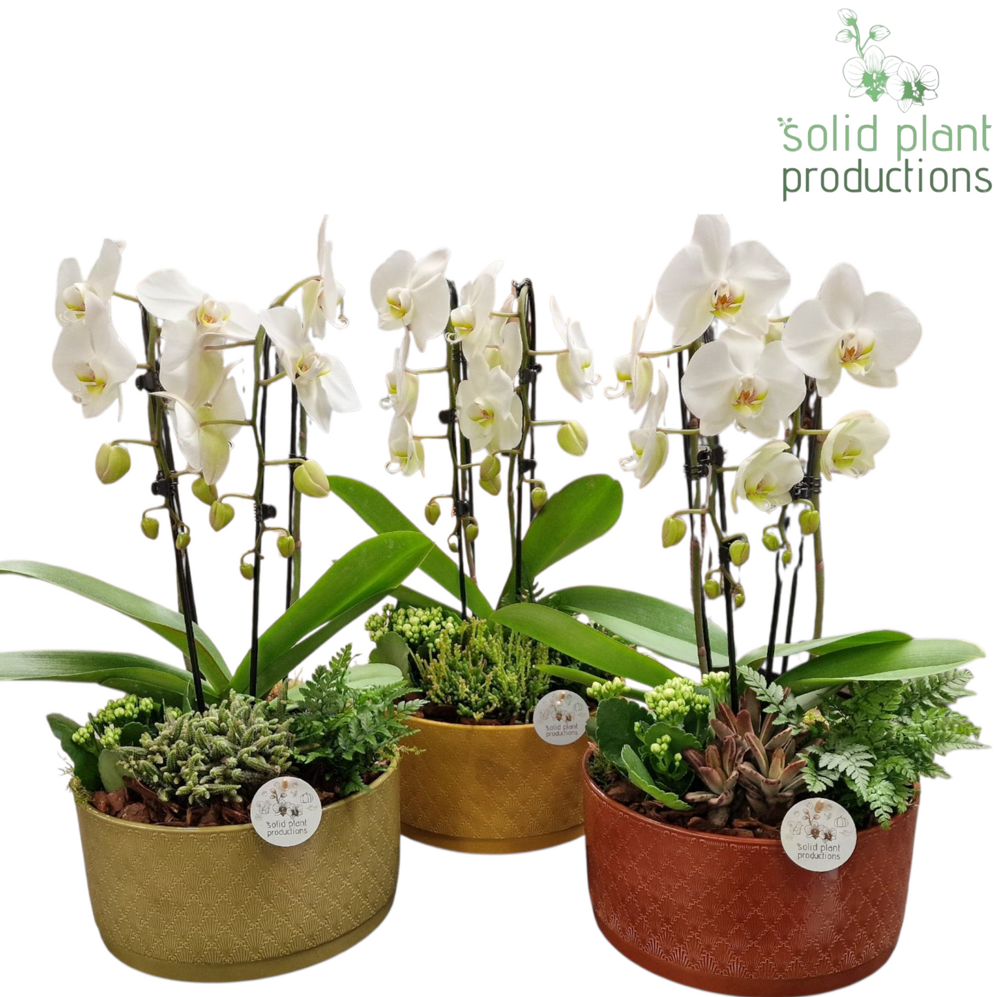 JT016 Izabella Jungle Cascade 50cm 22cm Pot