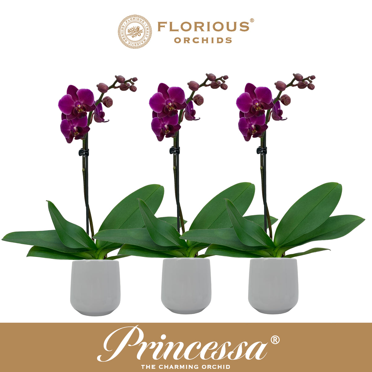 Phalaenopsis purple 40cm 9cm Pot