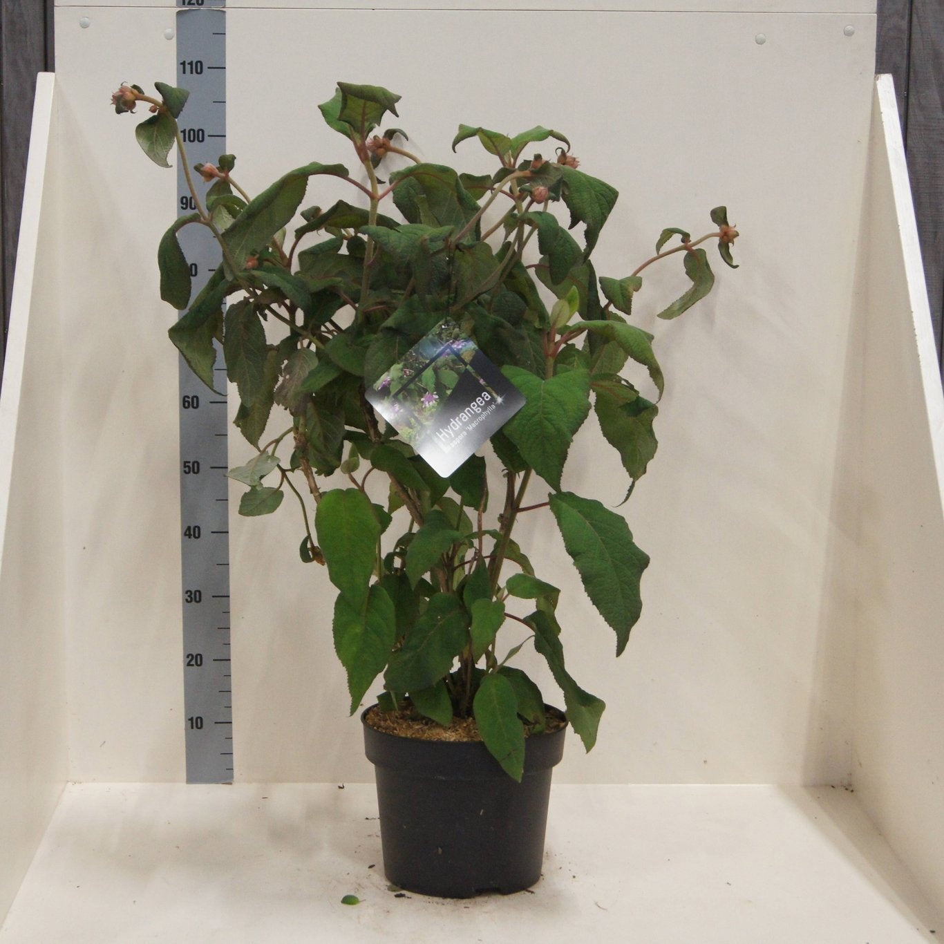 Hydrangea Macorphylla 100cm 28cm Pot