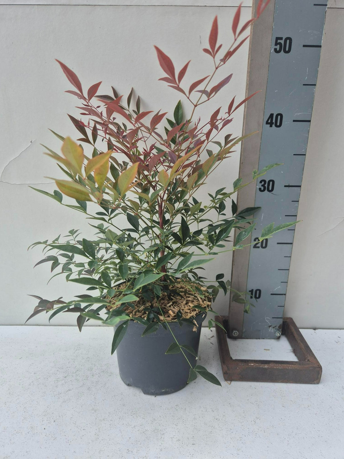 Nandina domestica 30cm 17cm Pot